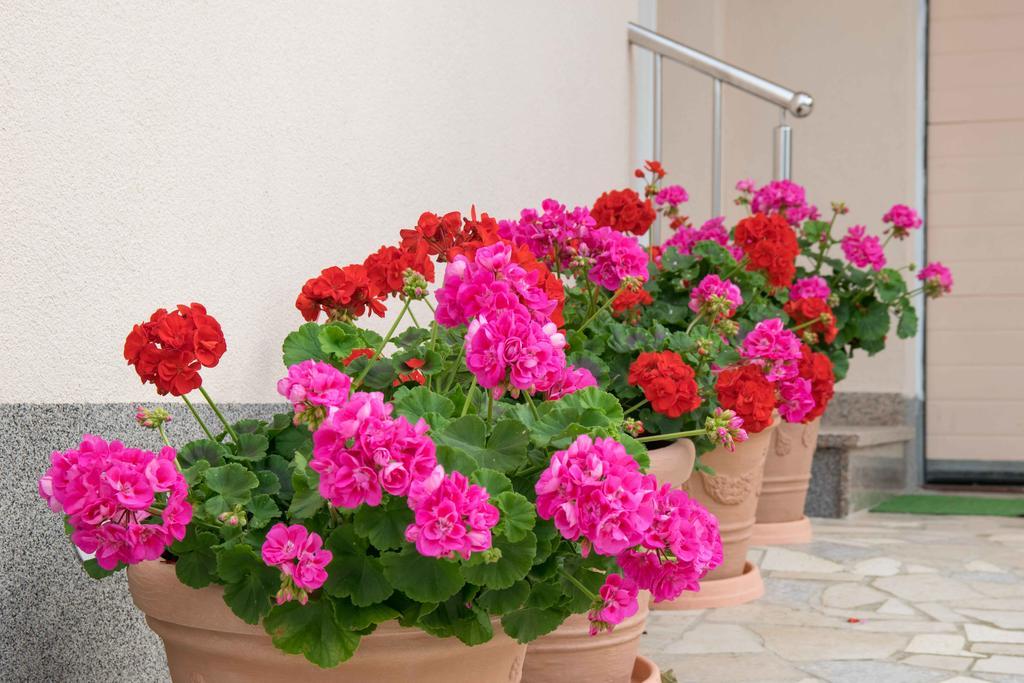 Apartments Hortensia Pola Esterno foto